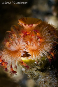 Tiny tiny worm. by Pat Gunderson 